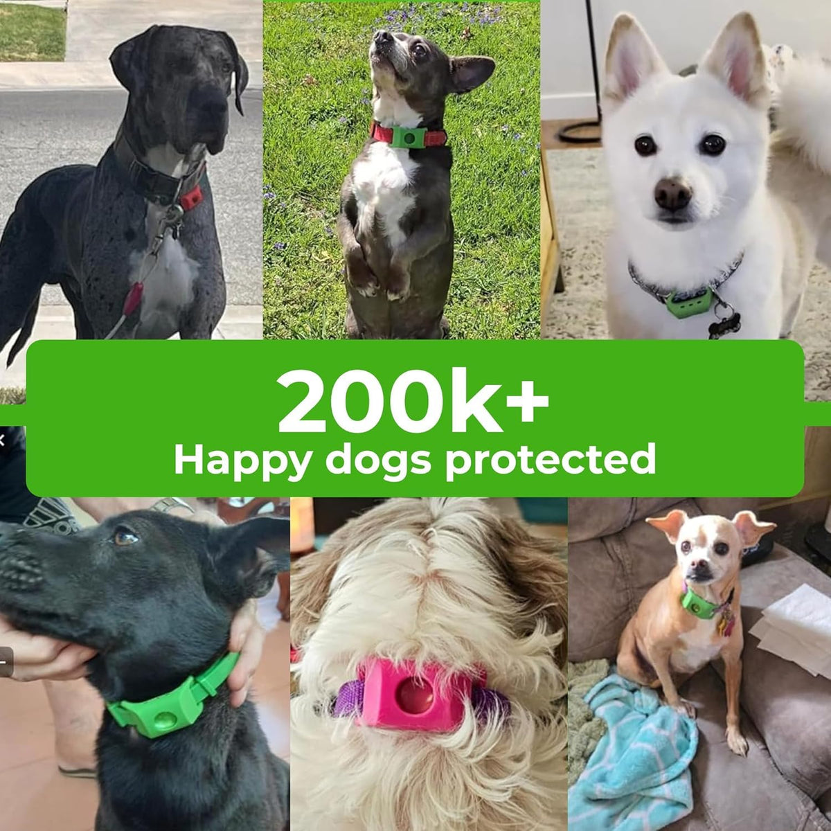 Green Dog Tag B6364