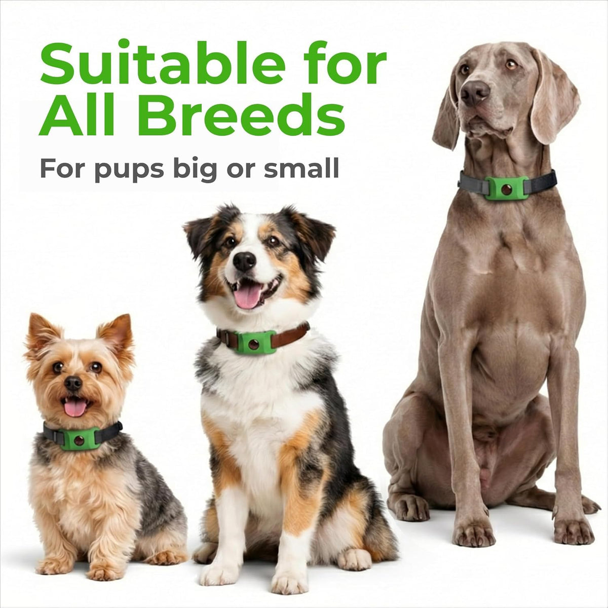 Green Dog Tag B6364