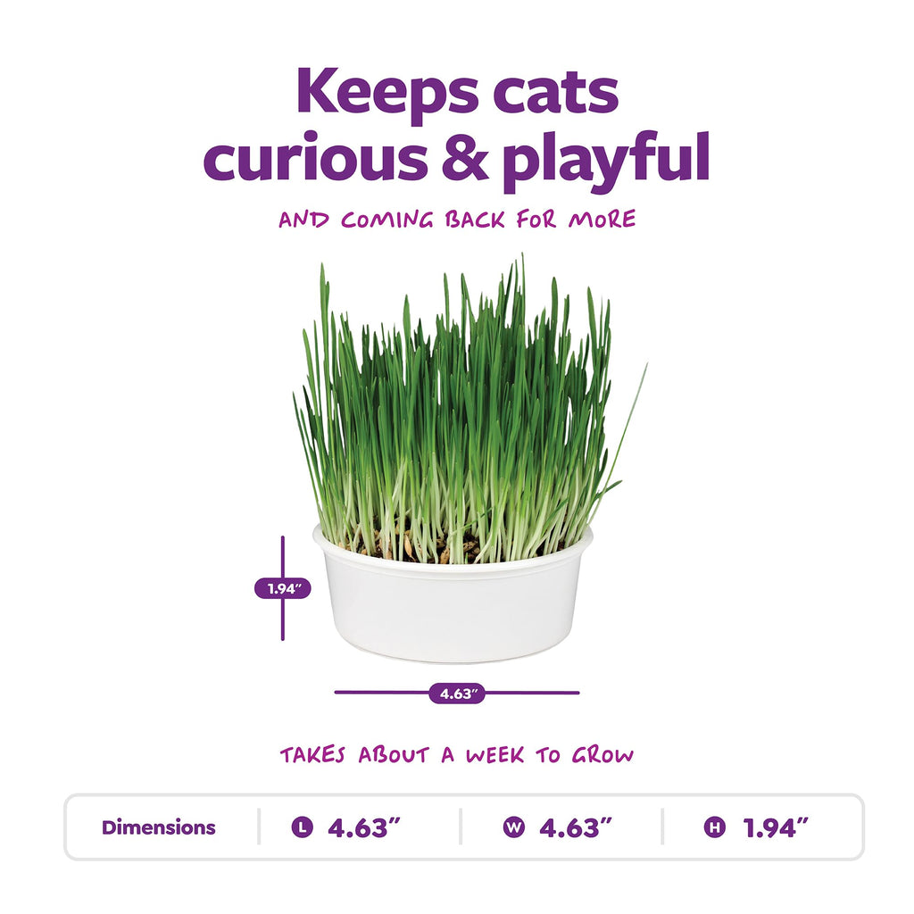 Organic Oat Grass Cat Grass Grow Kit P7041