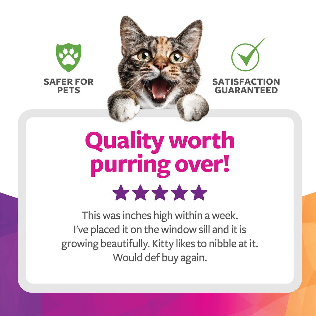 Organic Oat Grass Cat Grass Grow Kit P7041