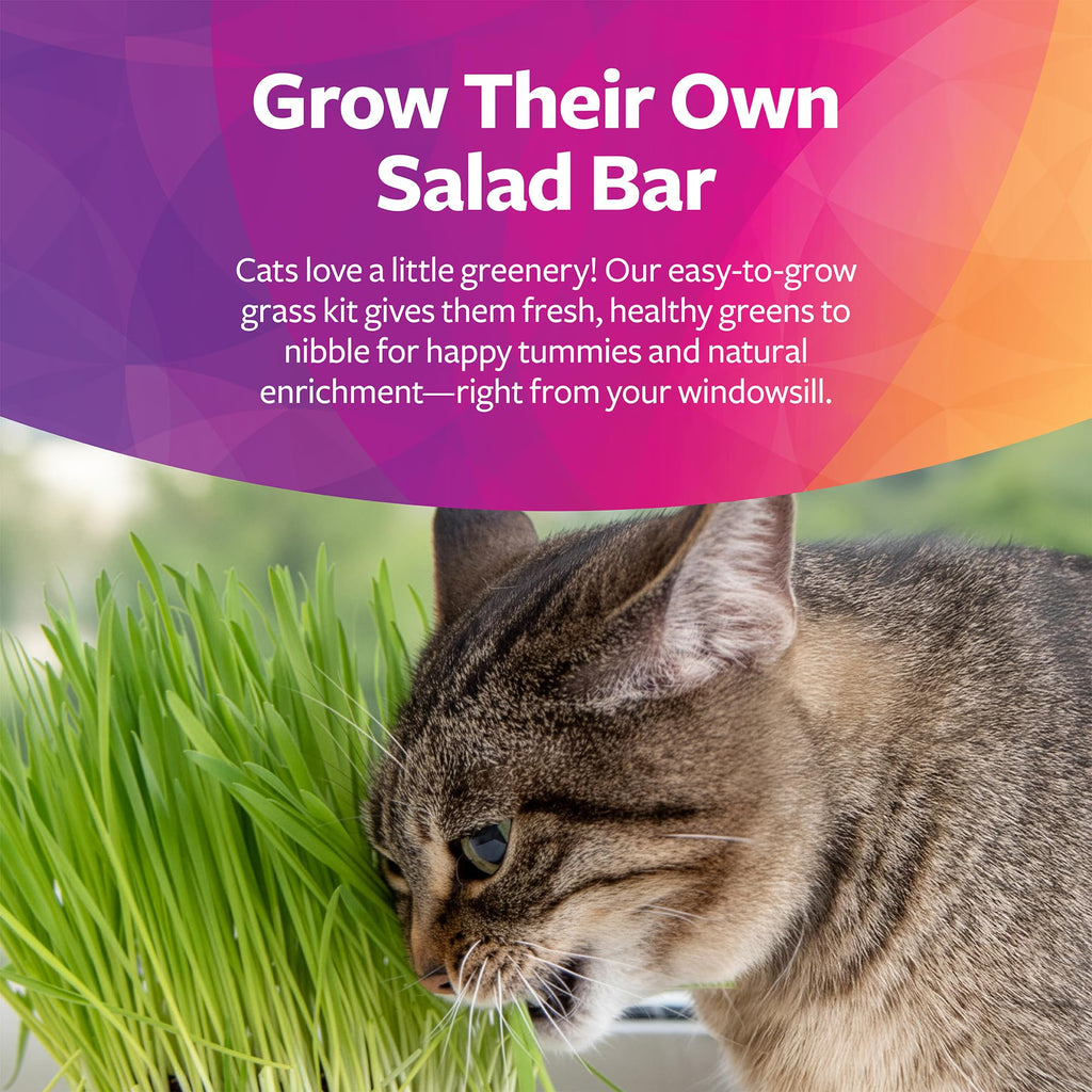 Organic Oat Grass Cat Grass Grow Kit P7041