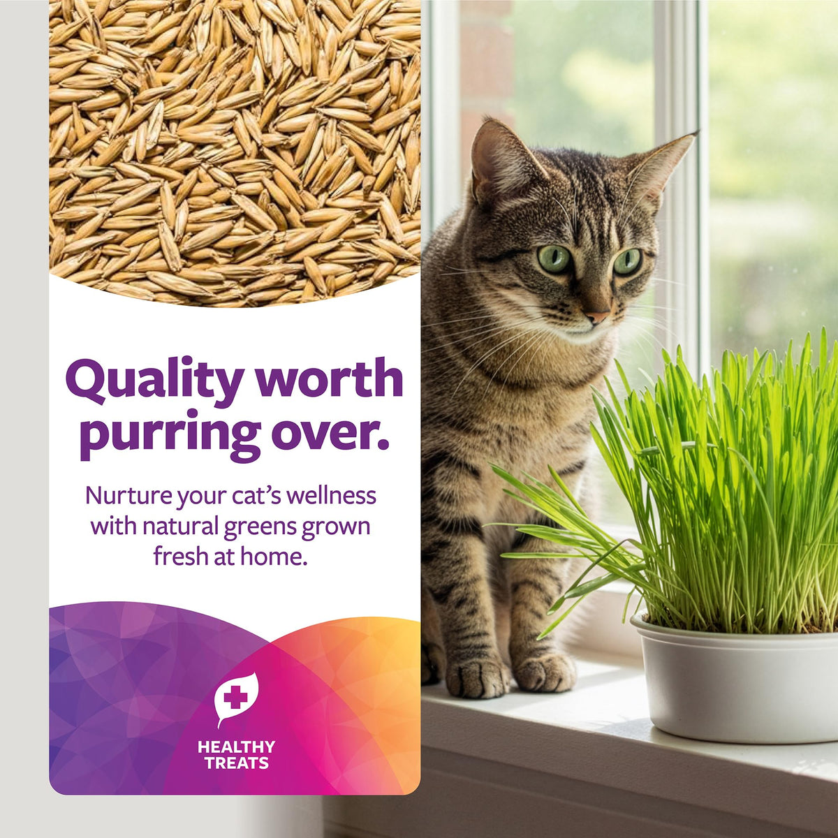 Organic Oat Grass Cat Grass Grow Kit P7041