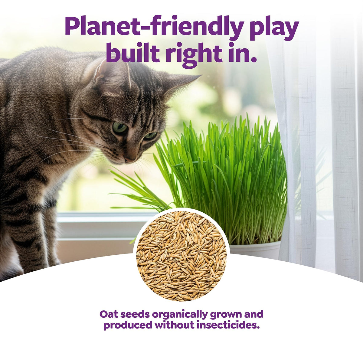 Organic Oat Grass Cat Grass Grow Kit P7041
