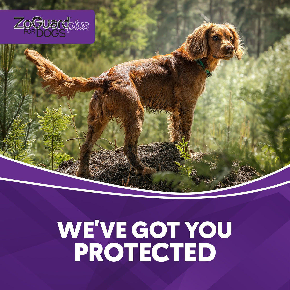 Flea and Tick Prevention for Medium Dogs 23-44lbs (3 Doses) L947